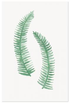 Painted Ferns