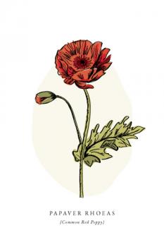 Botanical Red Poppy 