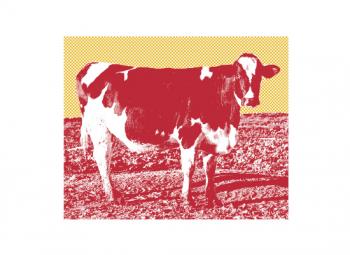 Red Petaluma Cow
