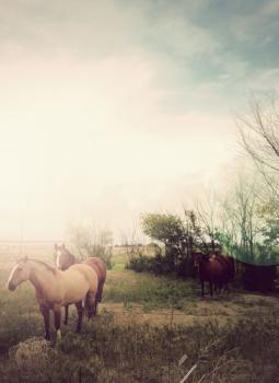 Horses