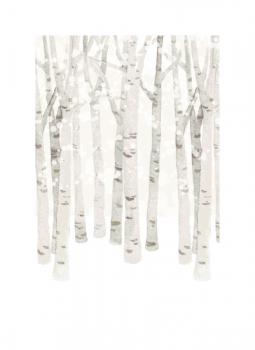 Birch Woods in Winter